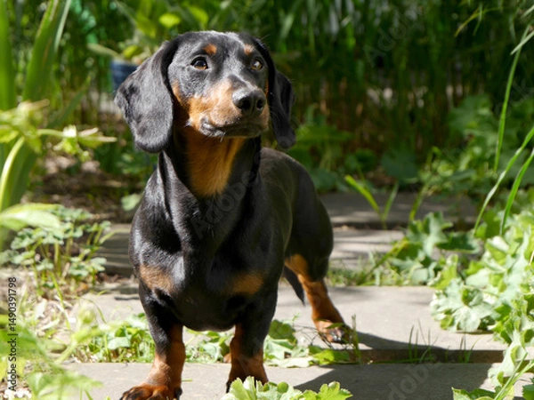Fototapeta Hübscher schwarzer Dackel steht in der Sonne im Garten