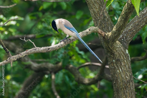 Fototapeta Elegant Azure-winged Magpie Perched on a Branch