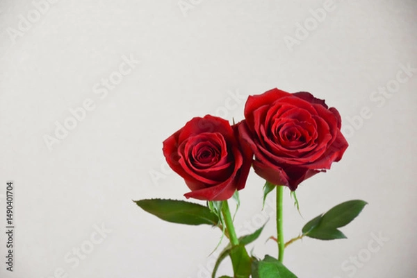 Fototapeta 赤いばら