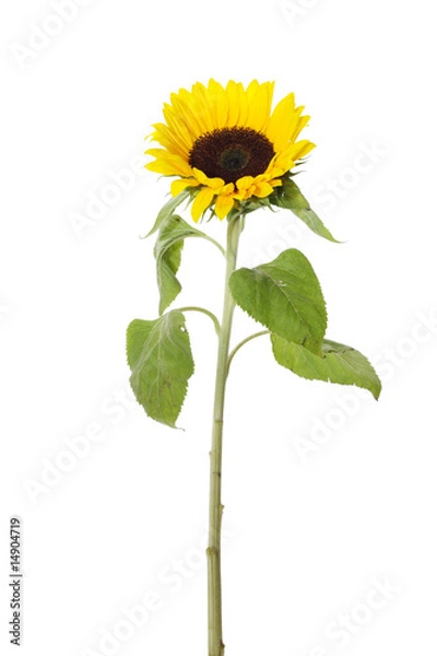 Obraz Sunflower 3