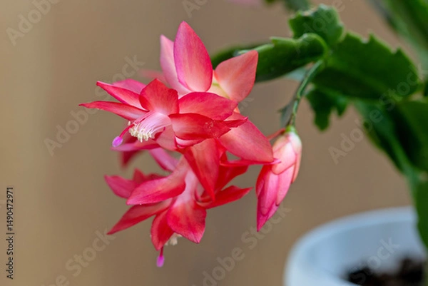 Obraz Pink Schlumbergera flowers close-up on a blurred background
