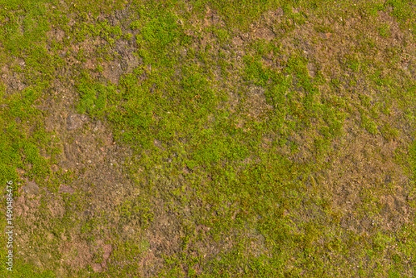 Fototapeta Seamless texture background of an earthy surface covered with parts of moss. Ideal for use in 3D modeling and graphic design