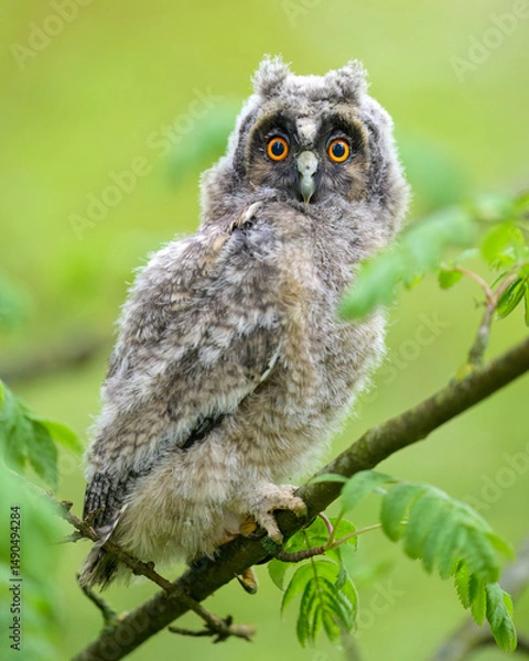Obraz Long-eared owl owlet on a tree