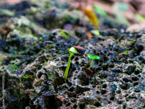 Obraz green moss on the ground
