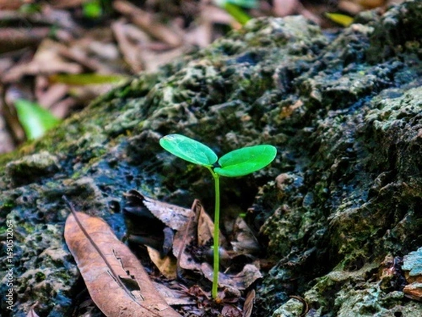 Obraz green moss on the ground