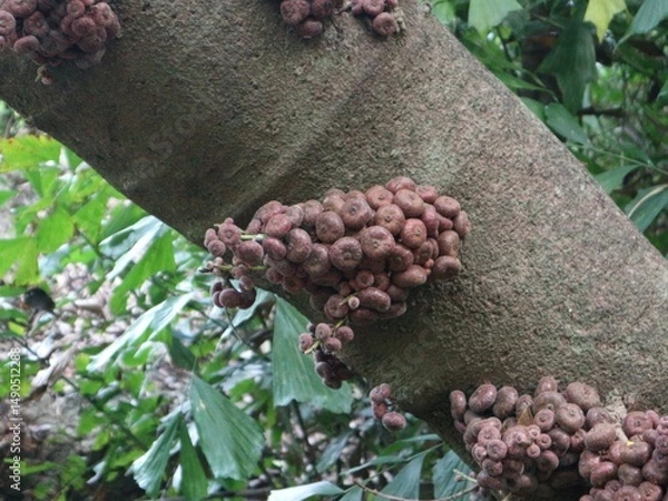 Fototapeta red wine grapes