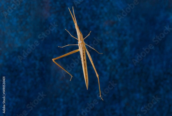 Obraz Close up of grasshopper, Acrida ungarica