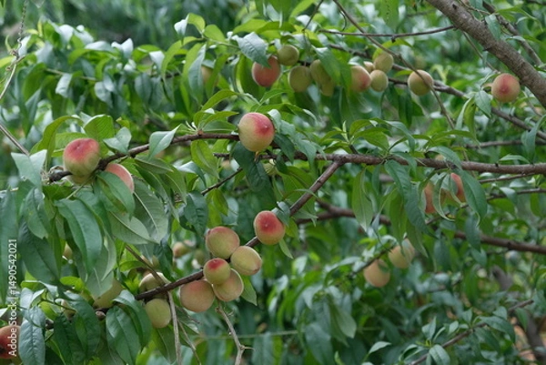 Obraz Pêches en train de murir sur le pécher, pour illustration agriculture ou recette de cuisine