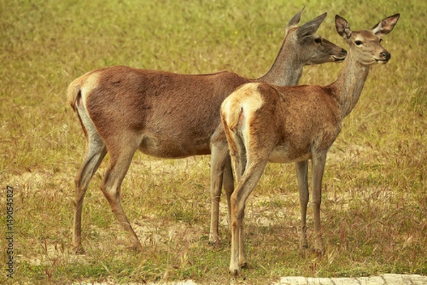 Obraz Alert Companions in the Meadow