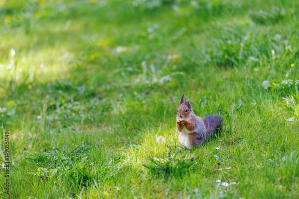 Obraz Red squirrel portrait