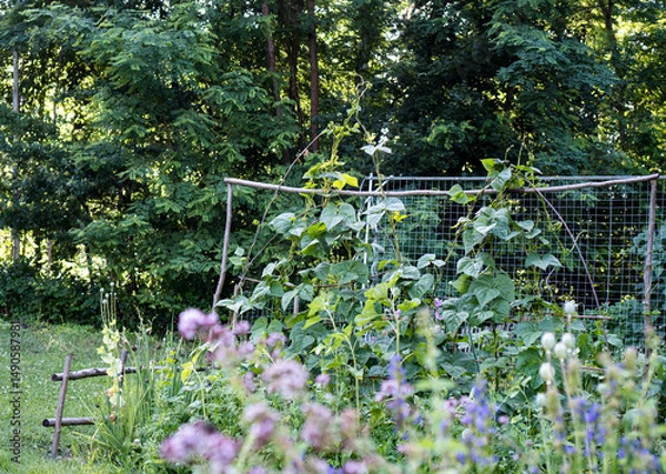 Fototapeta Willow pole support for climbing beans and metal trellis for cucumbers in a vegetable garden. In the foreground: oregano (Origanum vulgare) and hyssop (Hyssopus officinalis).