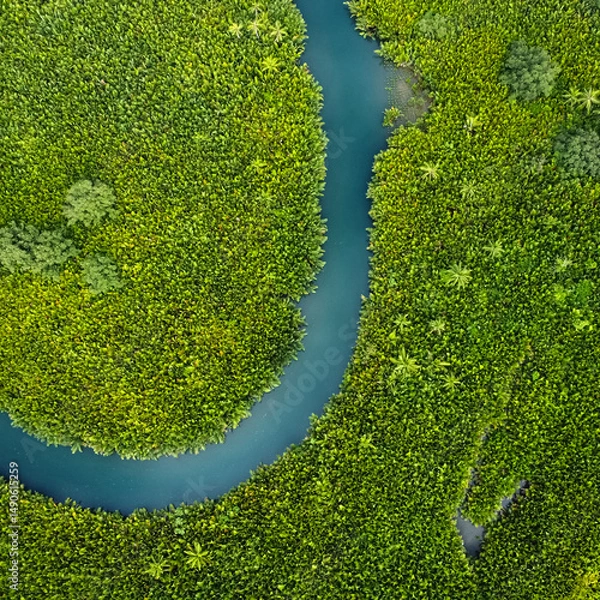 Fototapeta winding river in jungle, tropical landscape aerial view