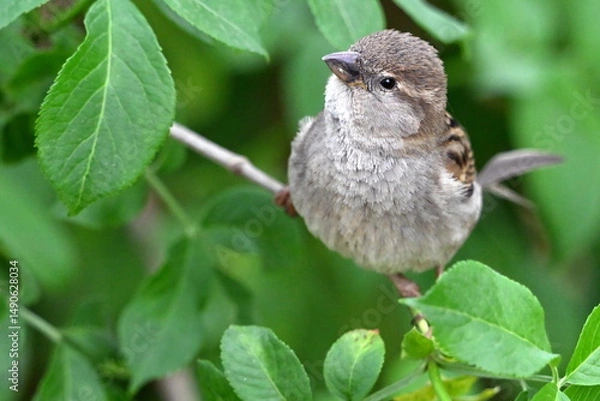 Fototapeta A house sparrow sits on a bush. Passer domesticus