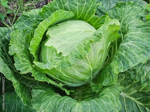 Obraz Cabbage grow in the garden. Agriculture.