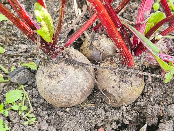 Obraz Fresh beetroot grows in the ground