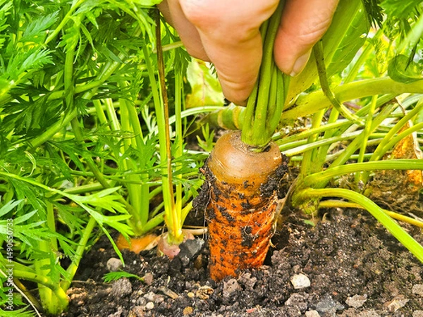 Obraz Fresh carrot growing in soil. farm worker picking carrot