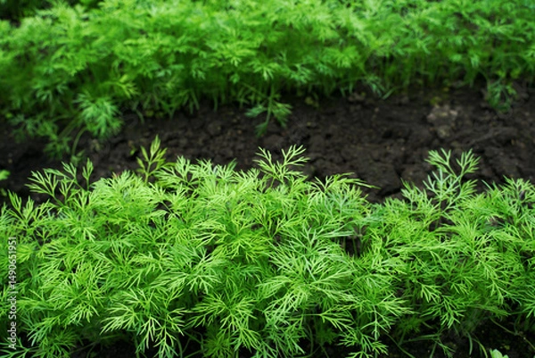 Fototapeta Young spring dill growing in a greenhouse. Background from growing dill, close-up. Dill in the interline for publication, design, poster, calendar, screensaver, wallpaper, cover, website.