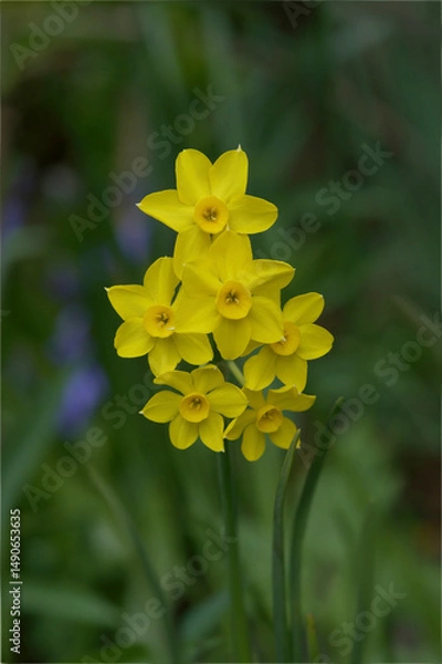 Obraz Jonquil Mini Daffodils