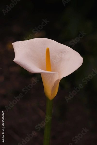 Obraz A Single Calla Lily 