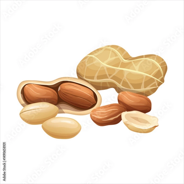 Obraz Realistic illustration of fresh peanuts