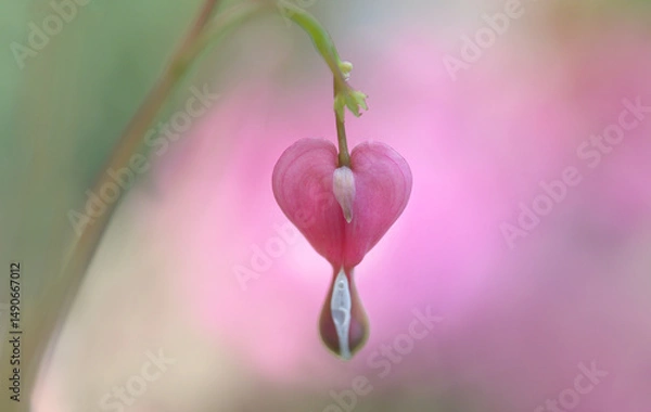 Obraz Pink Bleeding Heart Flower