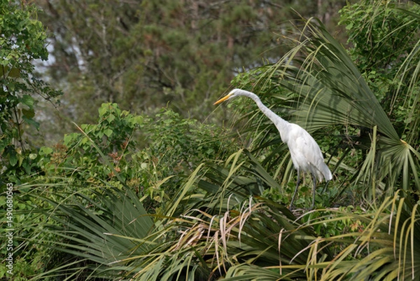 Fototapeta Great Egret perched in tree, extending neck to look downward.