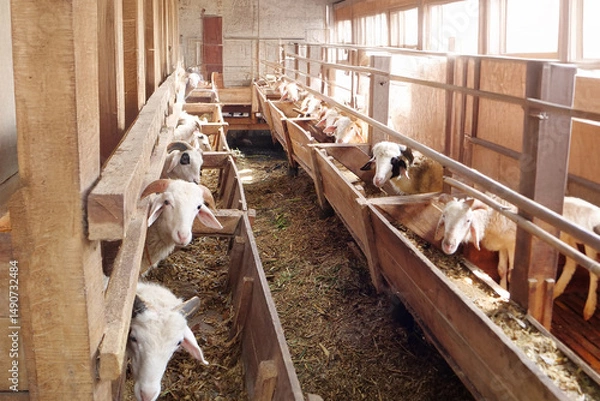 Obraz Traditional Goat Farm with Feeding Rows
