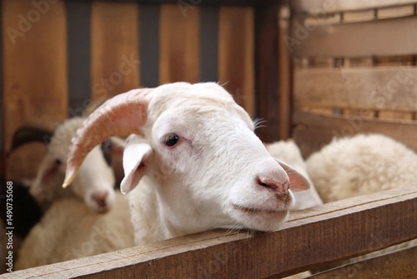Obraz Curious Ram Peeking from Wooden Pen