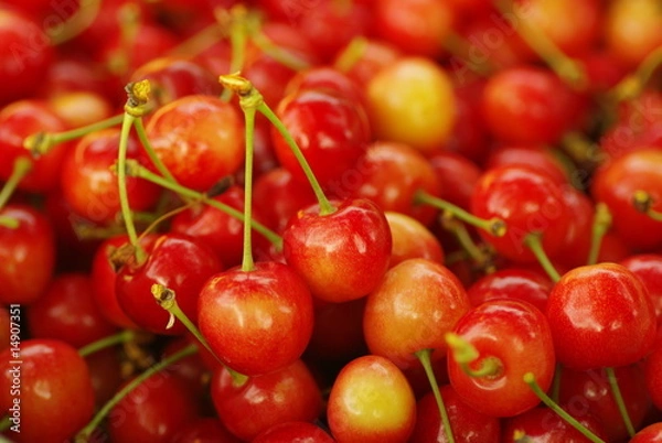 Fototapeta サクランボの収穫