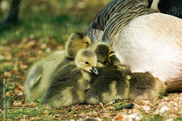 Fototapeta Canada geesling cuddling with their mother in the grass during summer.