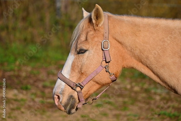 Obraz A beautiful horse is grazing on a green meadow on a sunny day. Concept for animals and nature.