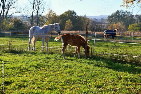 Obraz A beautiful horse is grazing on a green meadow on a sunny day. Concept for animals and nature.