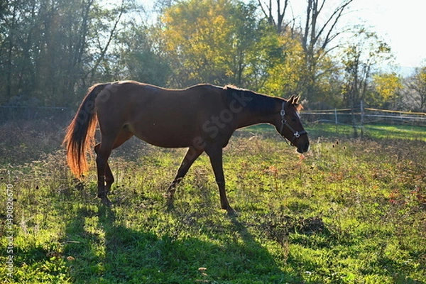 Obraz A beautiful horse is grazing on a green meadow on a sunny day. Concept for animals and nature.