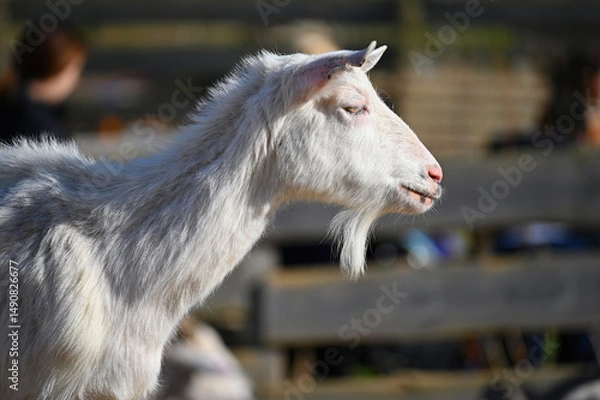 Obraz Beautiful goats on the farm. Concept for animals and agriculture.