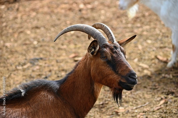 Obraz Beautiful goats on the farm. Concept for animals and agriculture.
