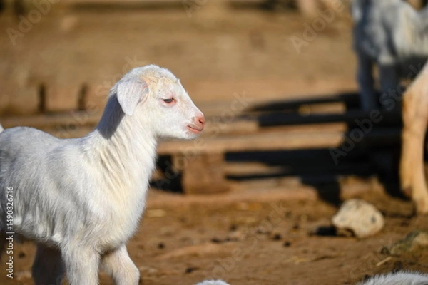 Obraz Beautiful goats on the farm. Concept for animals and agriculture.