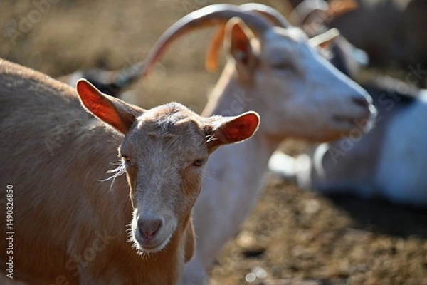 Obraz Beautiful goats on the farm. Concept for animals and agriculture.