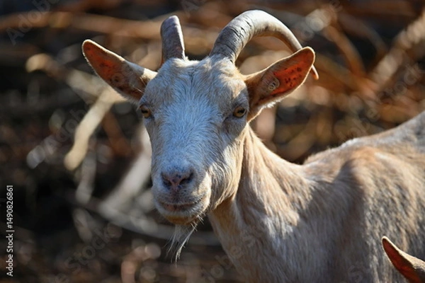 Obraz Beautiful goats on the farm. Concept for animals and agriculture.