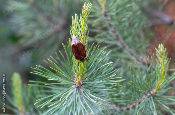 Obraz May Beetle Resting on Green Pine Needles
