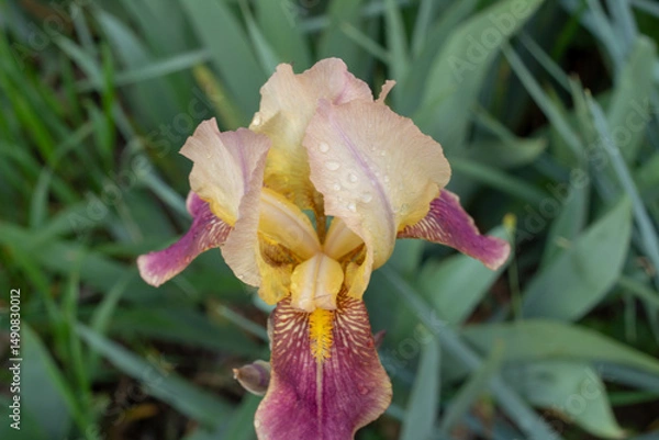 Obraz Purple Iris Flowers in Full Bloom