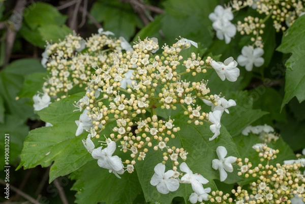 Obraz White Elderflower Clusters on Branches