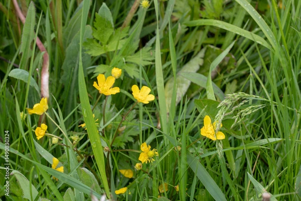 Obraz Cheerful Yellow Blossoms in Spring