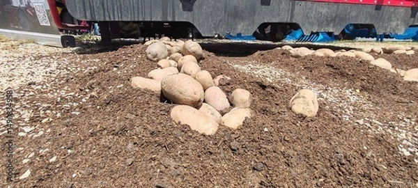 Obraz Potato harvesting machine