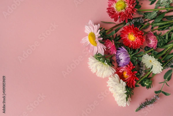 Obraz Various colorful aster flowers arranged in a line on a pastel pink background. Flat lay floral composition for spring or summer themes, botanical projects, or greeting card design