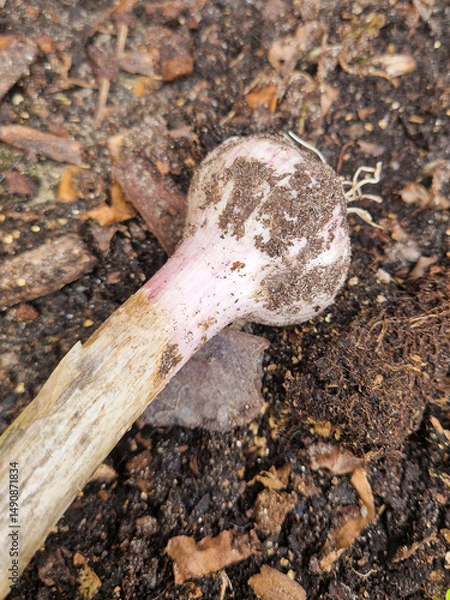 Fototapeta Close-up of a single garlic bulb just pulled from the ground, still covered in soil. Ideal for themes like gardening, farming, fresh produce and organic food