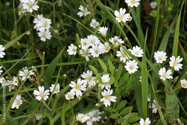 Fototapeta Cerastium arvense grows in the meadow among the grasses