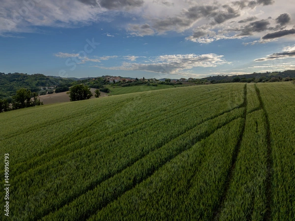 Fototapeta Italy, May 15, 2025: Aerial view of a green wheat field that serves as a texture