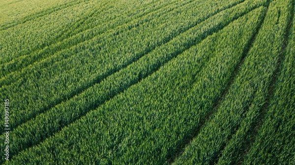 Fototapeta Italy, May 15, 2025: Aerial view of a green wheat field that serves as a texture