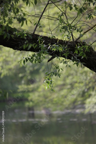 Obraz Beautiful natural background with green juicy young foliage on a blurred background of the river. Ecology. Conservation of nature. Green young foliage in the sunlight. Walk. 