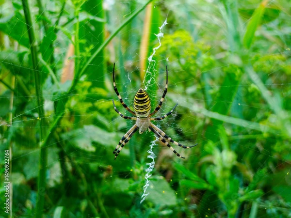 Obraz A wasp spider (Argiope bruennichi), also known as zebra or tiger spider, photographed in Tremosine.